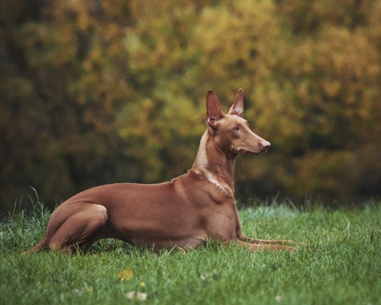 Фараонова собака и басенджи
