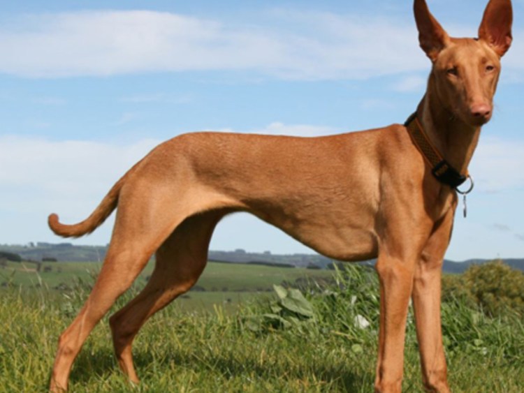 Фараонова собака MDR 1