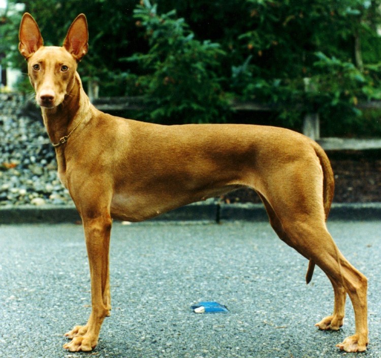 Собака египетских фараонов