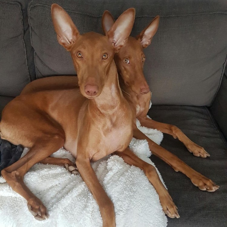 Фараонова собака (Фарао хаунд)