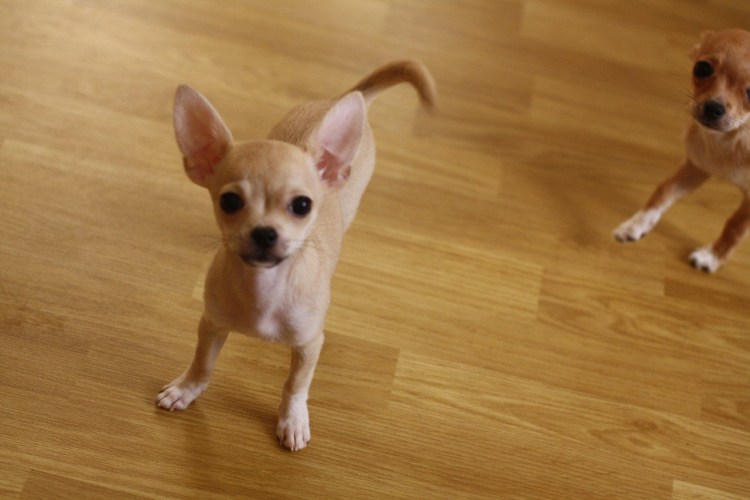 Чихуахуа мини бежевый