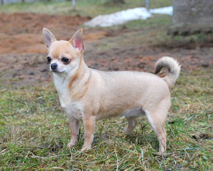 Чихуахуа стандарт гладкошерстные