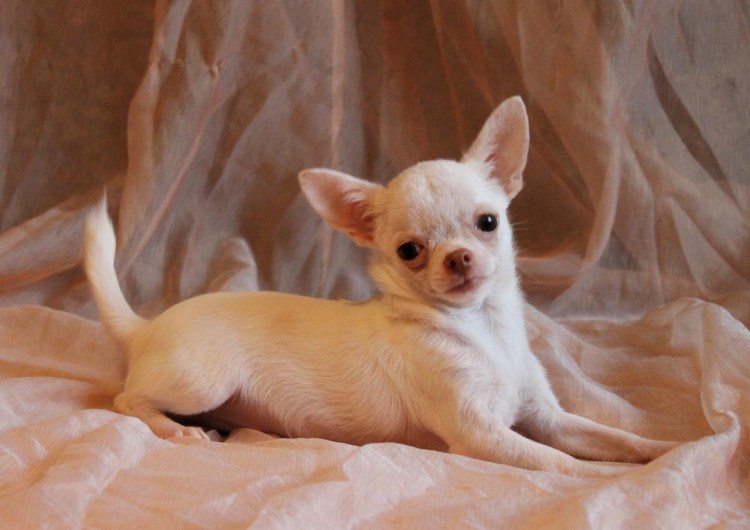 Чихуахуа лавр