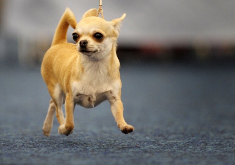 Чихуахуа бежевый гладкошерстный