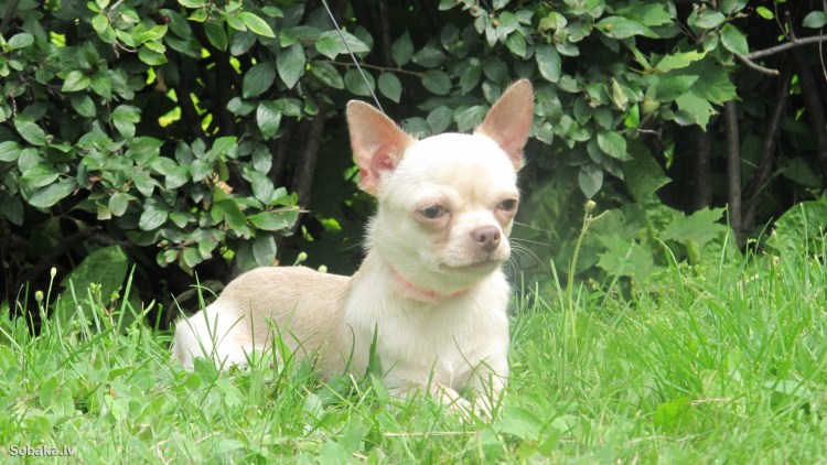 Чихуахуа карманная бесшерстная