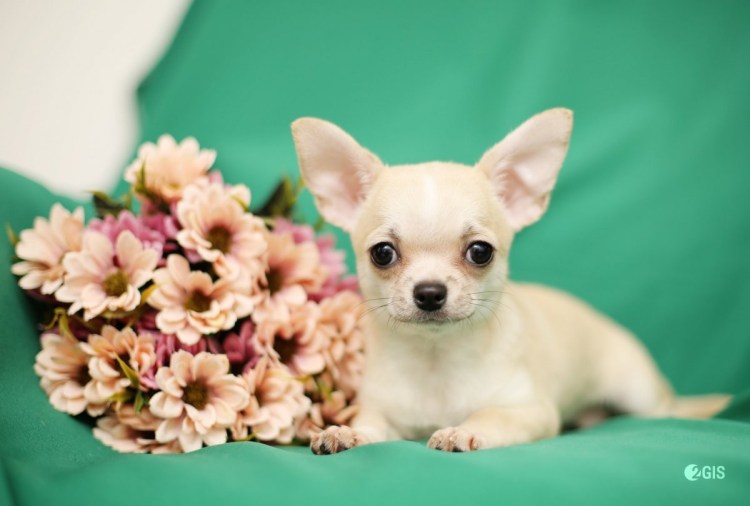 Щенки чихуа