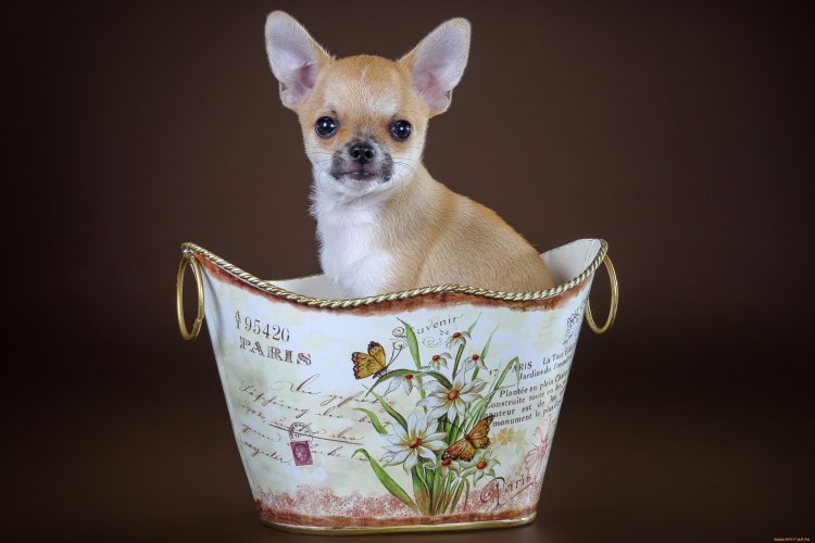 Чихуахуа кобби белый