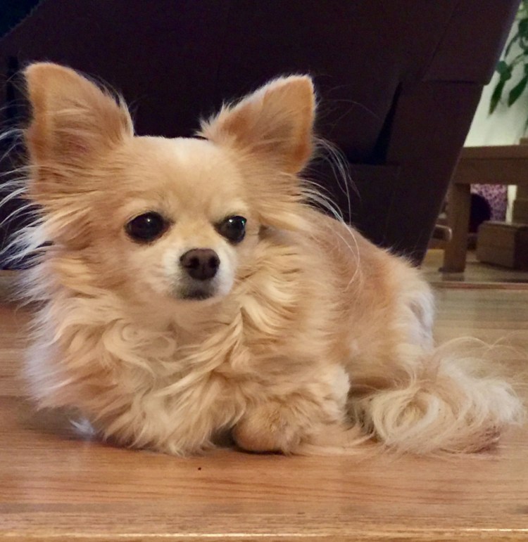 Мексиканский чихуахуа гладкошерстный