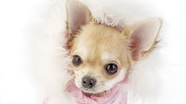 Чихуахуа гладкошерстные
