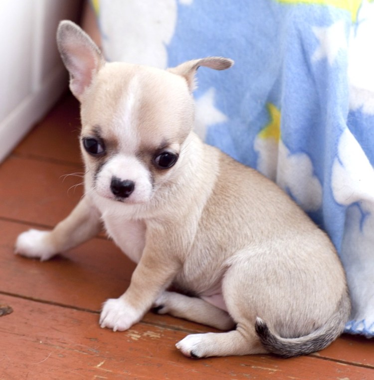 Маленькая гладкошерстная лупатая собачка