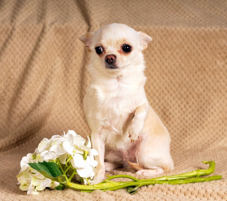 Чихуахуа мини гладкошерстные