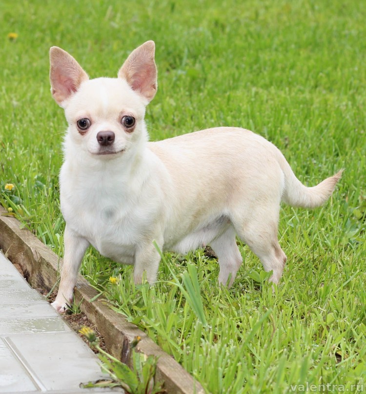Белый чихуахуа короткошерстный