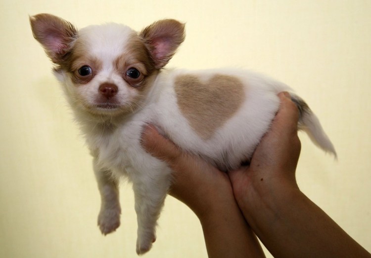 Курносый чихуахуа