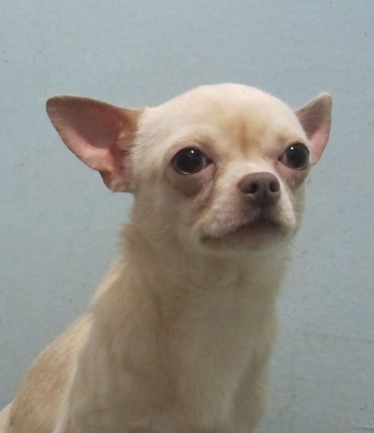Лысая чихуахуа