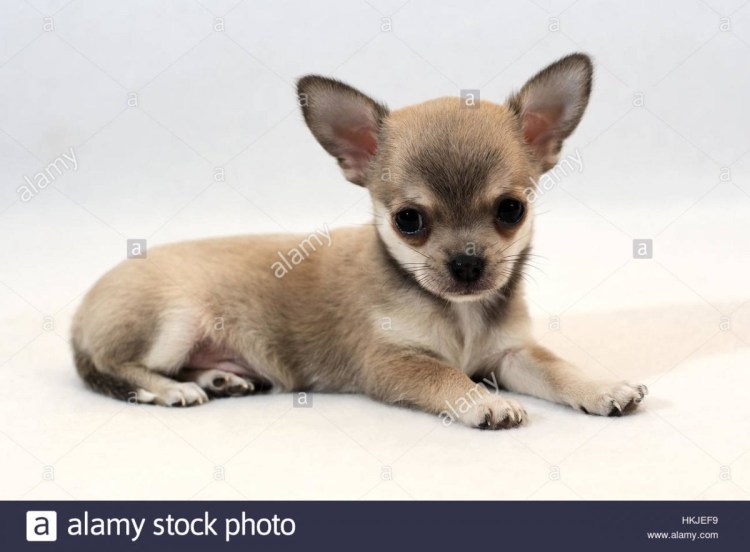 Чихуахуа короткошерстные