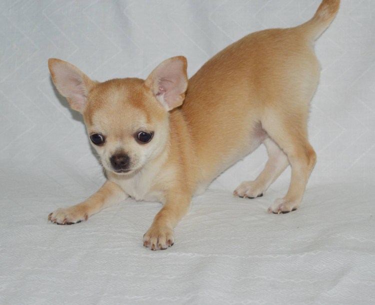 Чихуахуа Дир длинношерстный