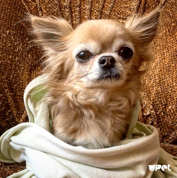 Щенки чиа Хуа Хуа