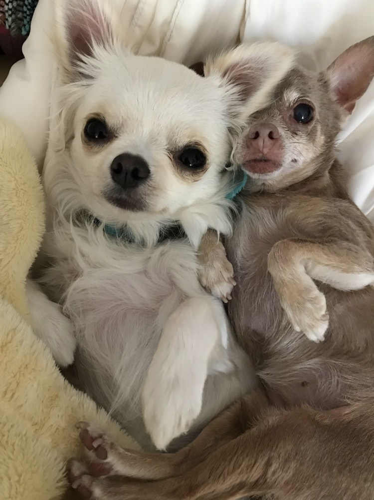 Собаки породы чихуахуа короткошерстные