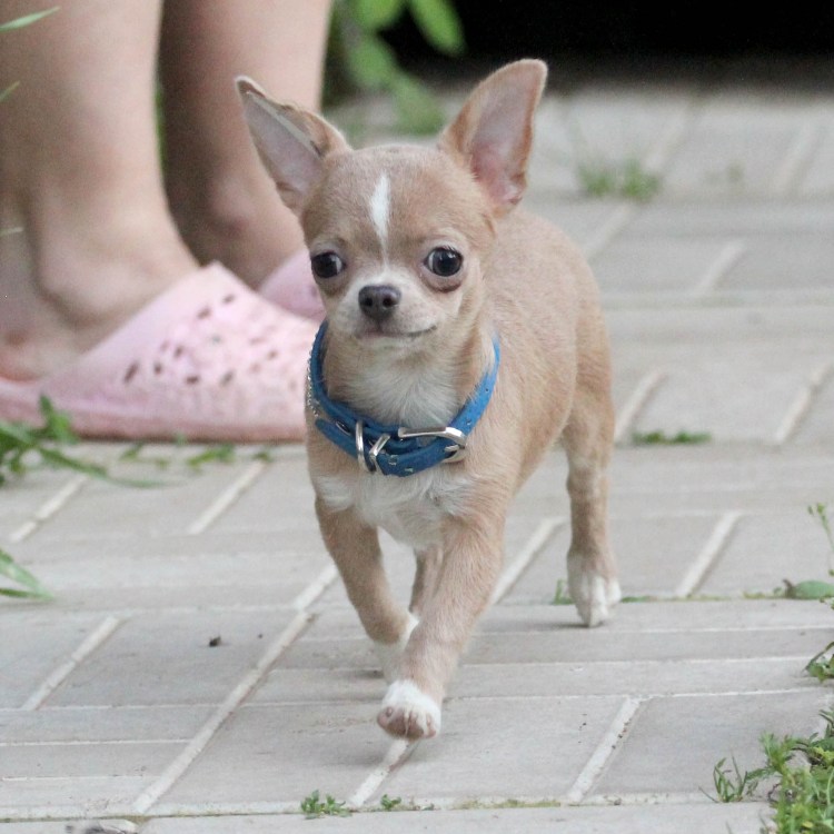 Собачка чихуахуа