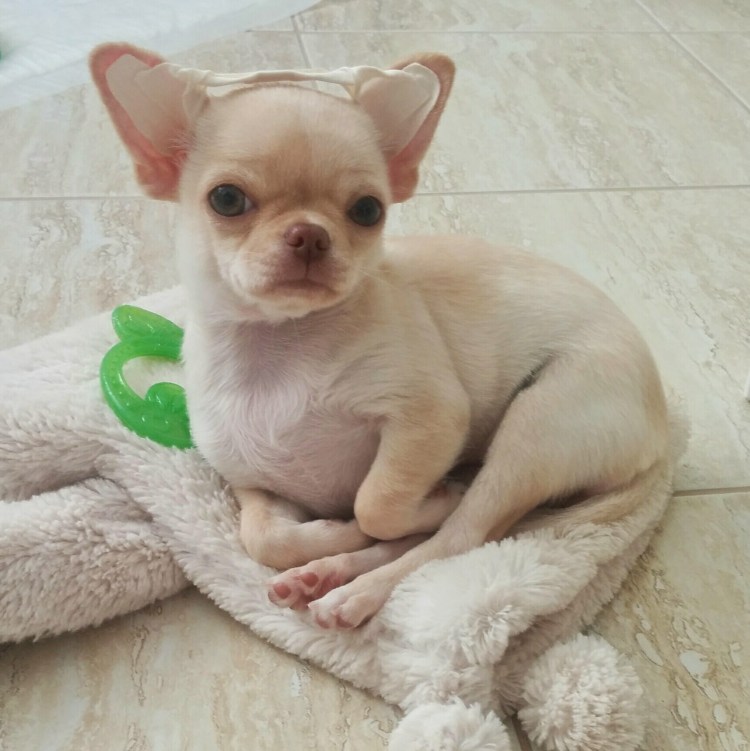 Чихуахуа короткошерстные