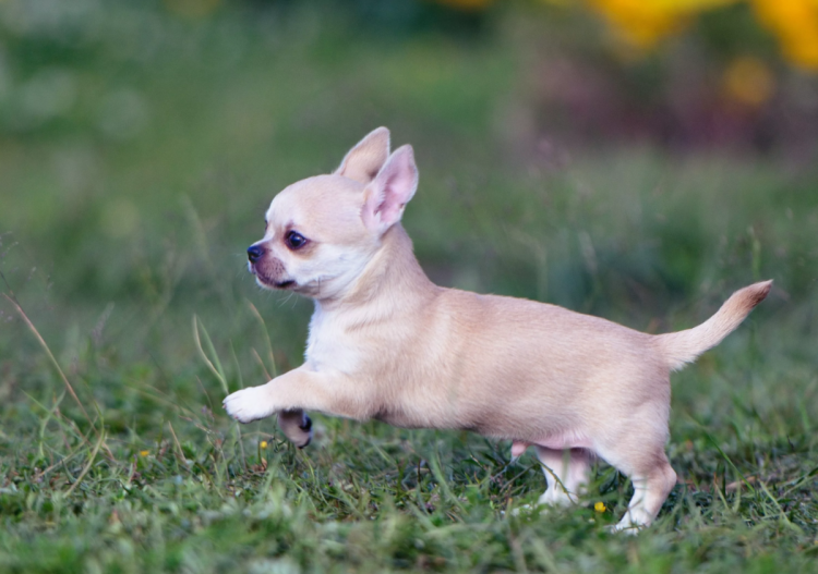 Молочный чихуахуа