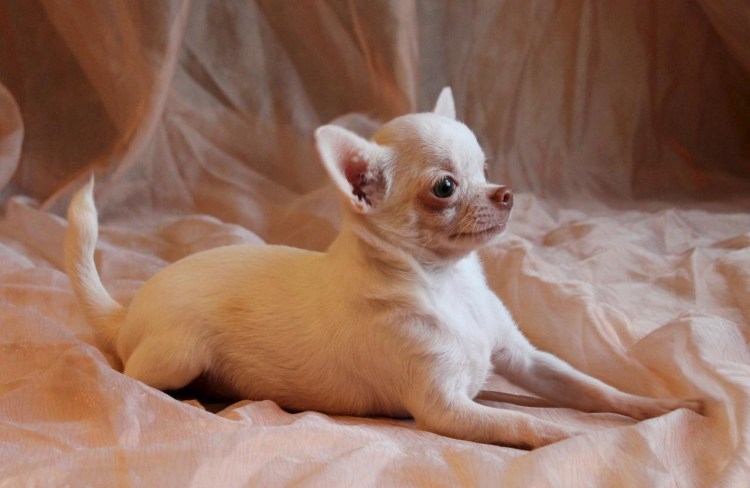 Чихуахуа стандарт гладкошерстные