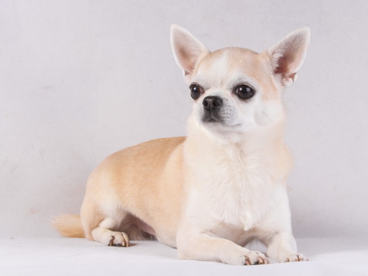 Кремовый чихуахуа гладкошерстный