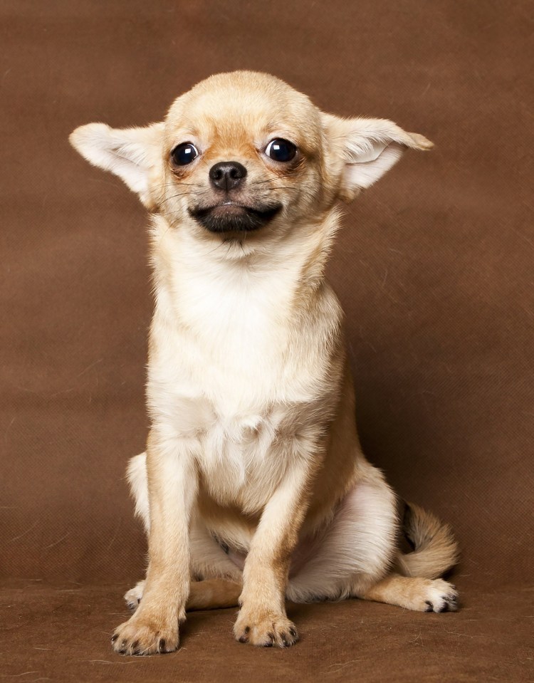 Чихуахуа короткошерстные