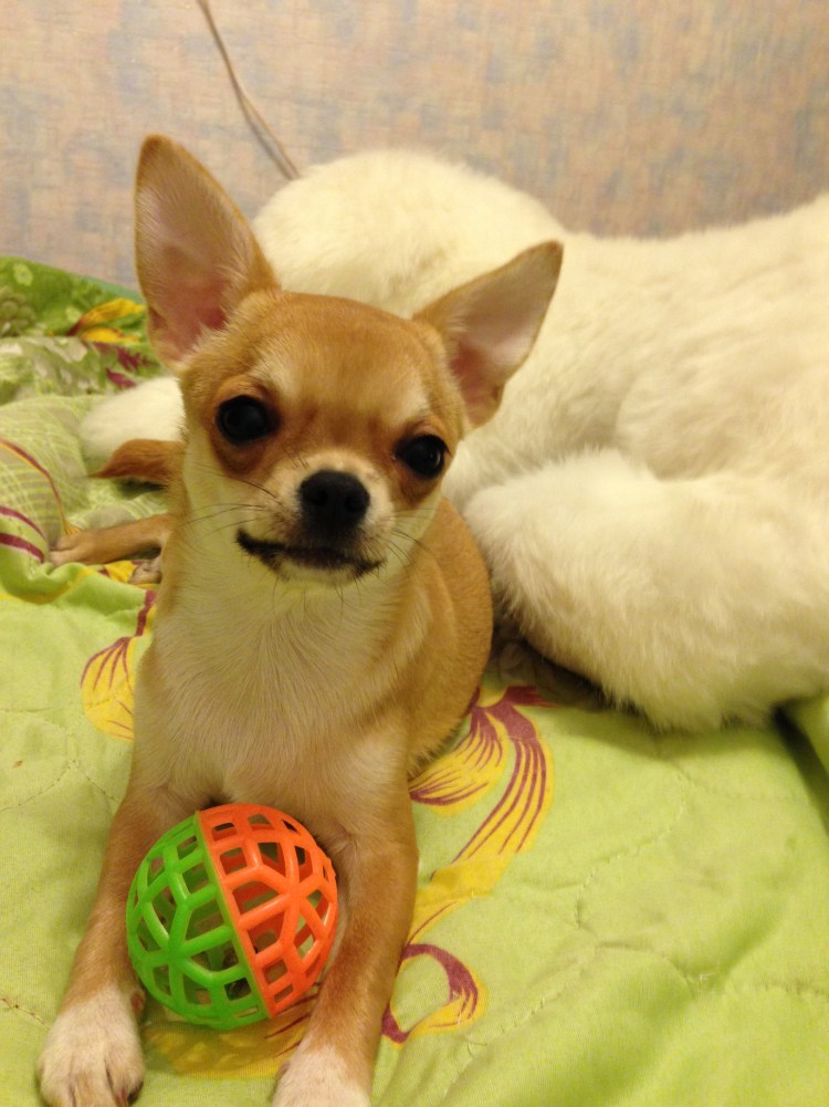 Чихуахуа стандарт