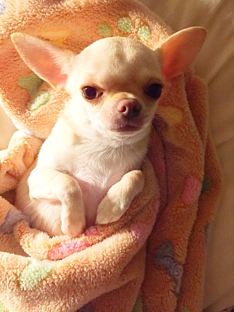 Чихуахуа мини гладкошерстные