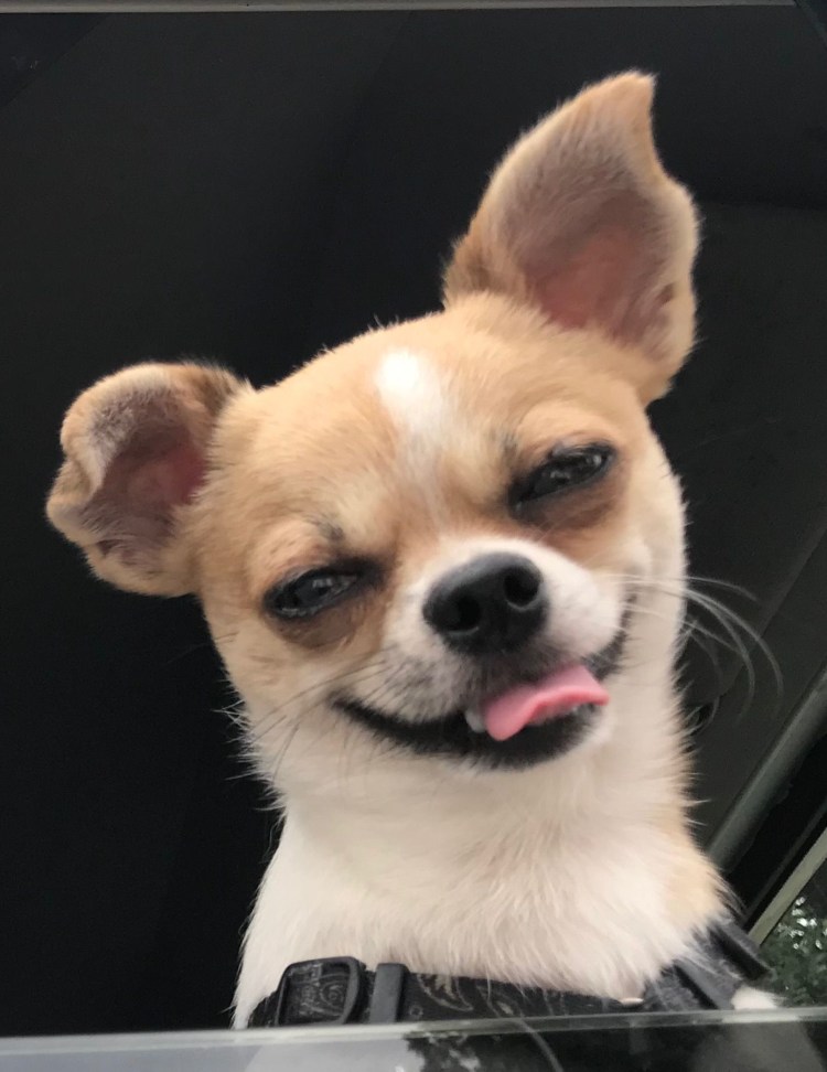 Бойцовый чихуахуа