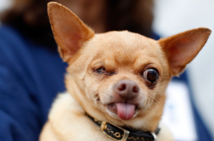 Чихуахуа скалится