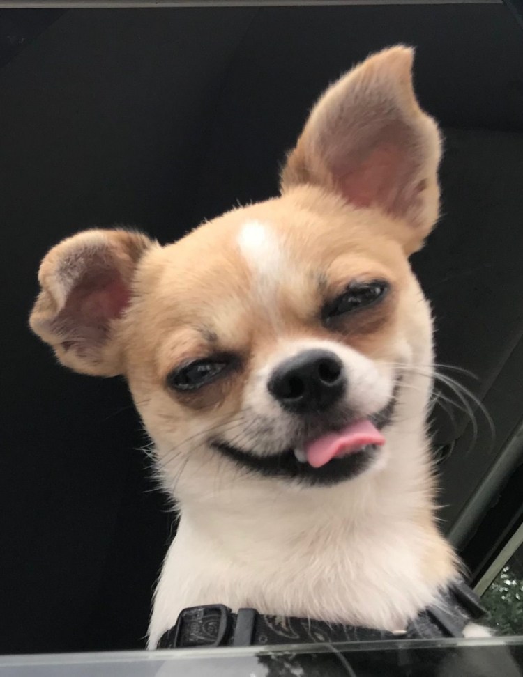 Пучеглазый чихуахуа