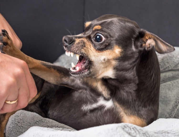 Злая чихуахуа Мем