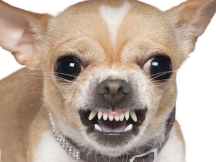 Супер злые чихуахуа