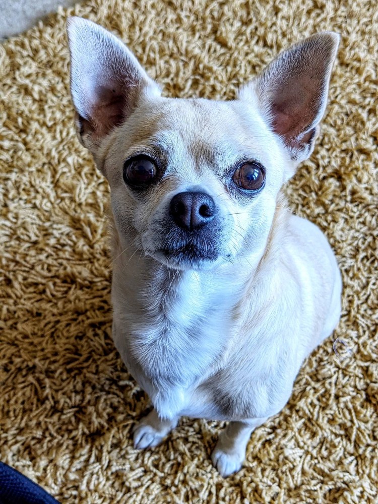 Чихуахуа мини злая