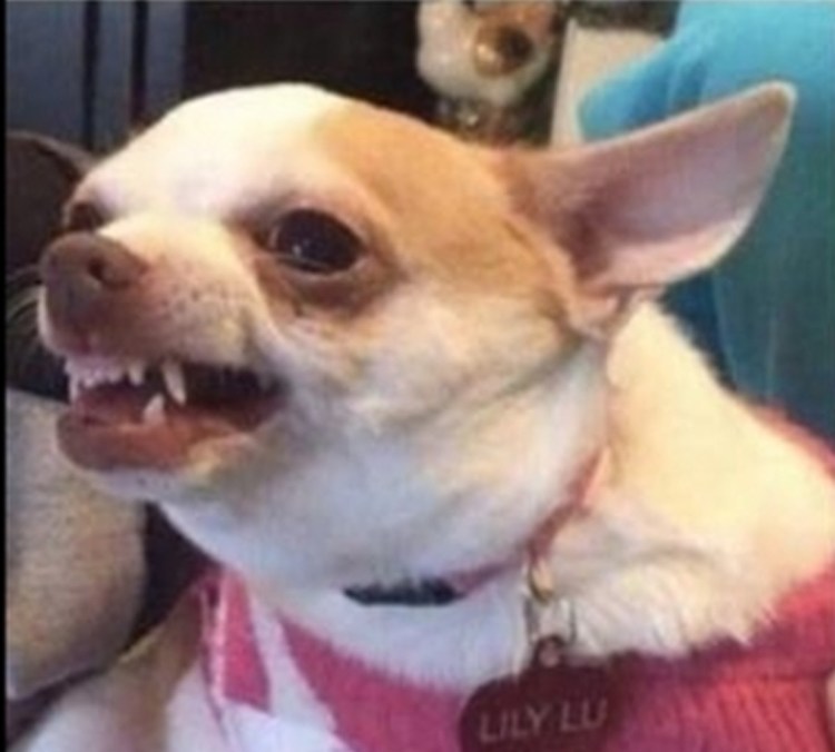 Чихуахуа Хуа злая