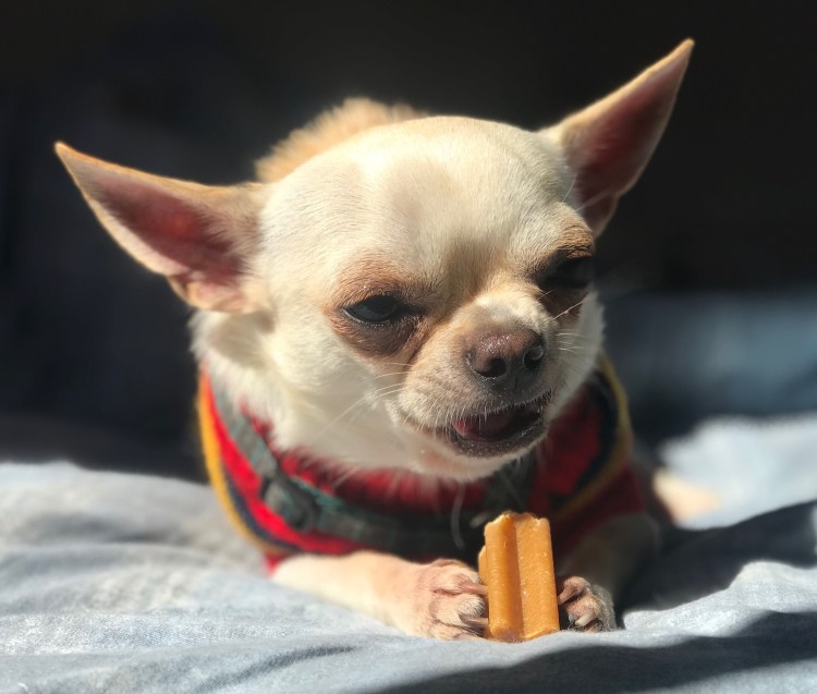 Чихуахуа гавкает