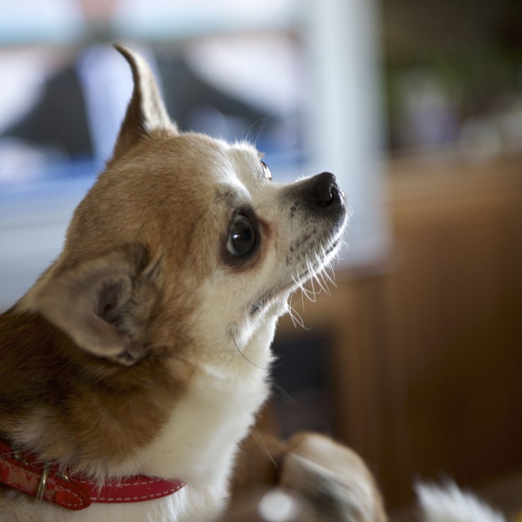 Бойцовый чихуахуа