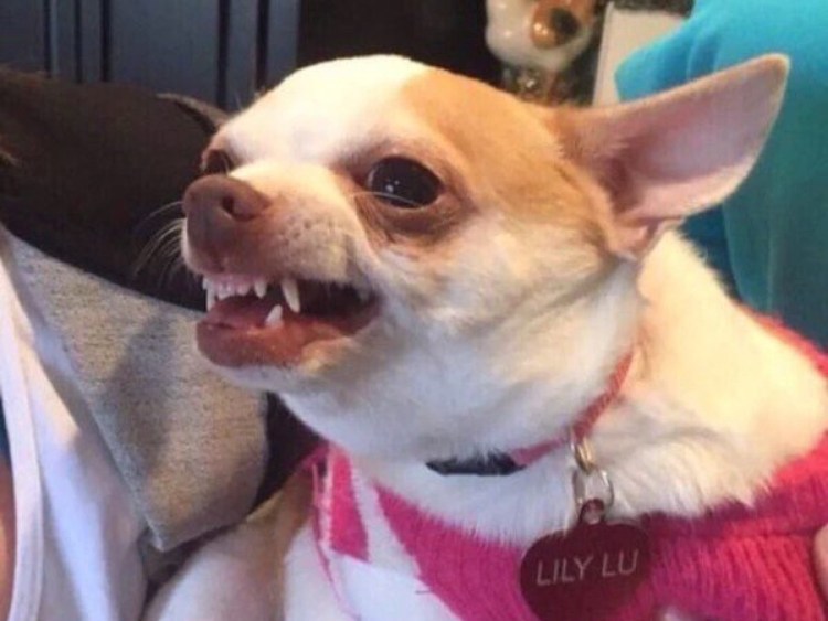 Чихуахуа мини злая