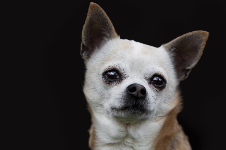 Порода собак чихуахуа злые