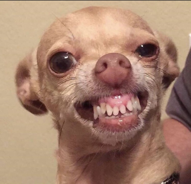 Маленькая собака оскал