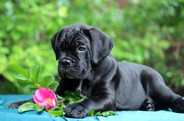 Кане Корсо собака