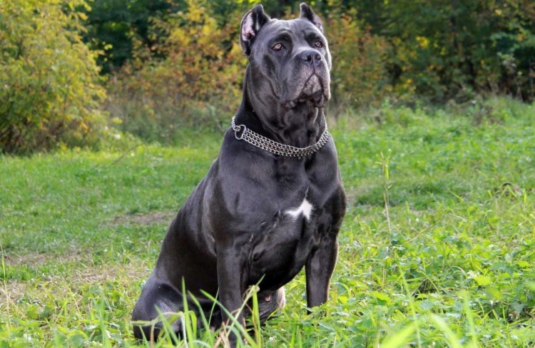 Порода собак Кане Корсо