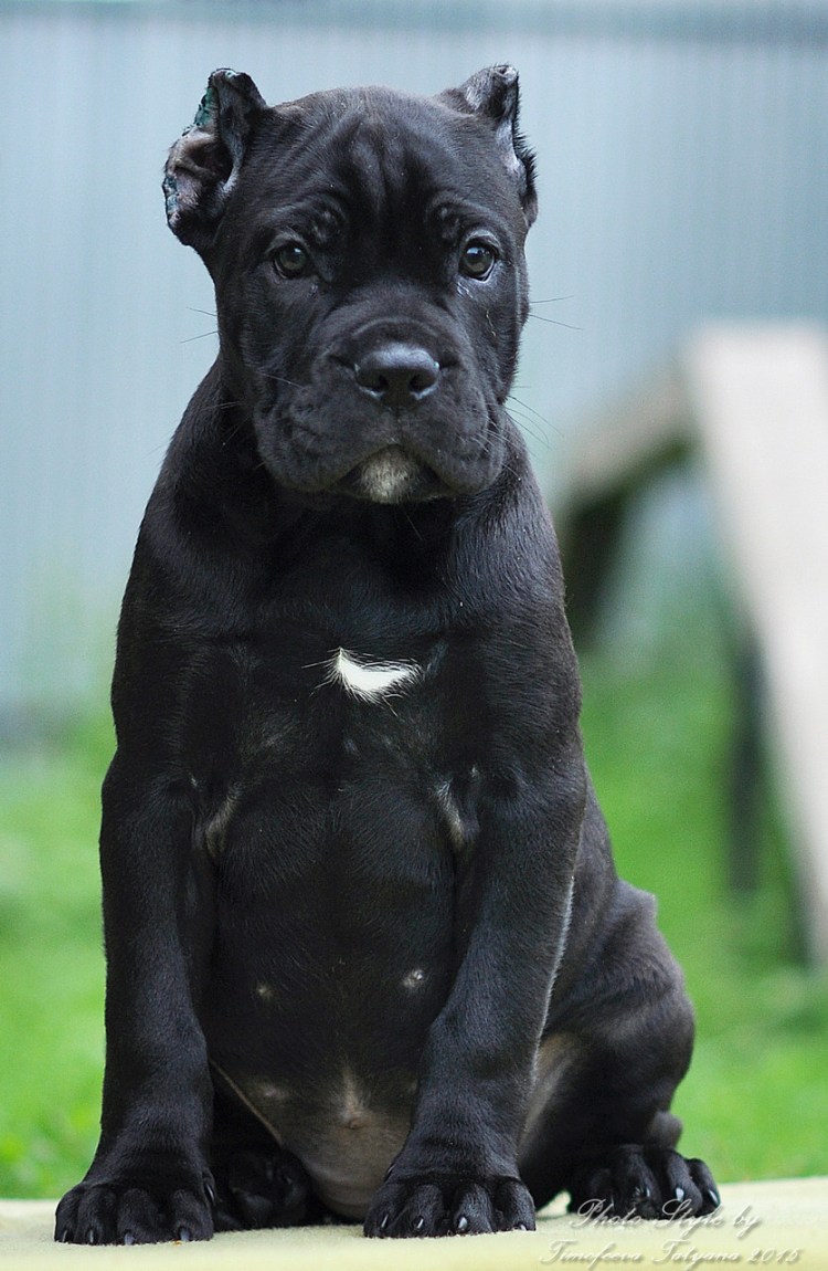 Итальянская собака Кане Корсо