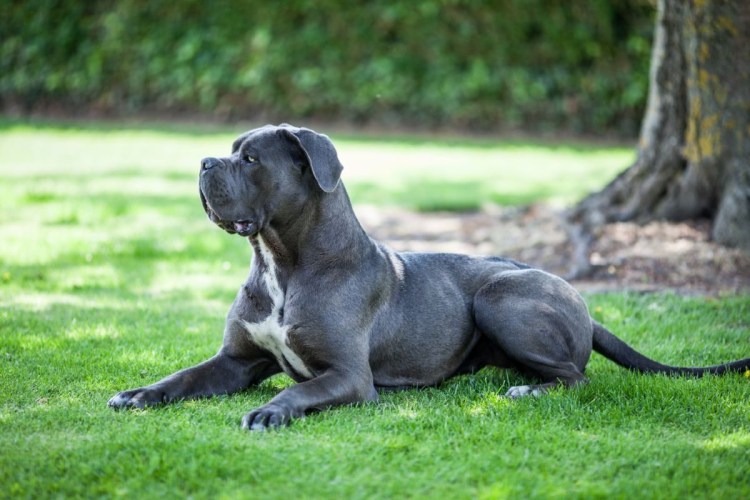 Кане Корсо Корсо