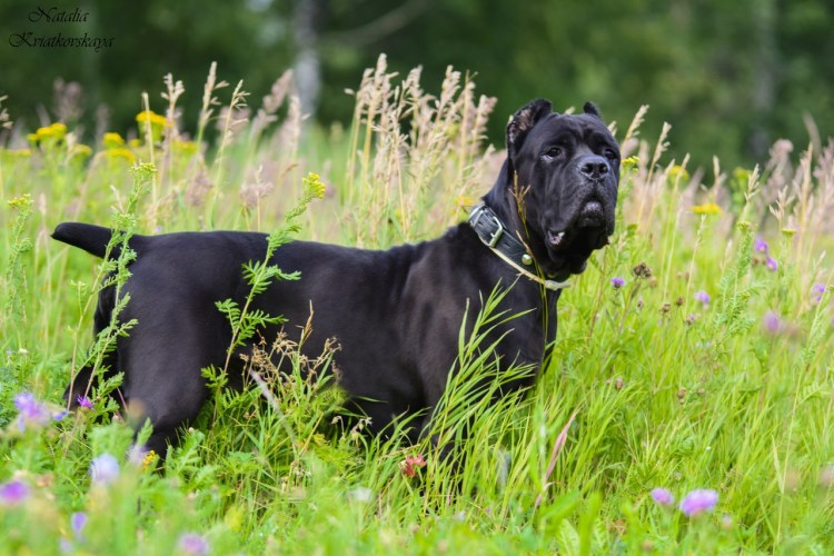 Итальянский мастиф