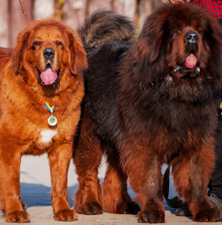 Тибетский мастиф Хонг Донг