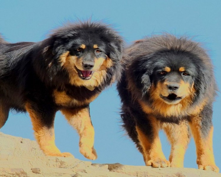 Тибетский мастиф