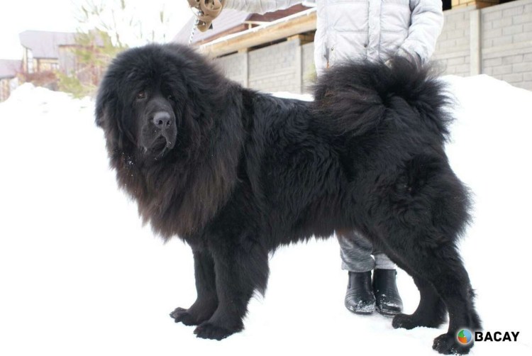 Тибетский мастиф Размеры